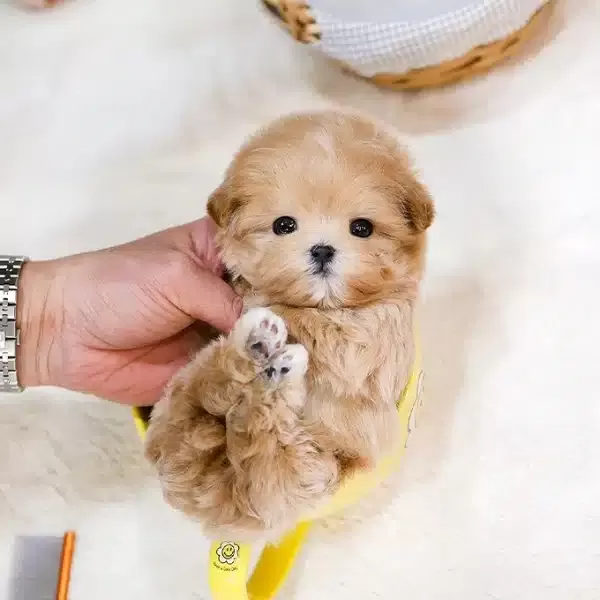 Oyuncak Gorunumlu Maltipoo Bebeklerim