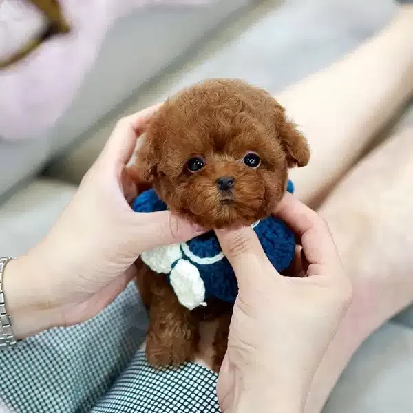 Red Brown Korean Guzellik Toy Poodle Yavrularım