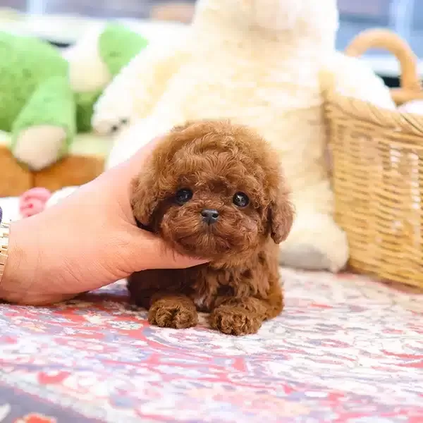 Fincan Boyut Toy Poodle Bebeklerimiz