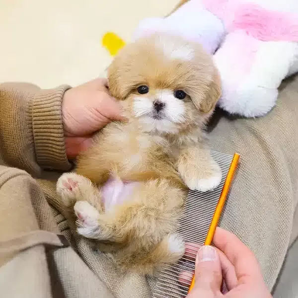 Koreden Gelen Minnak Maltipoo Bebeklerimiz