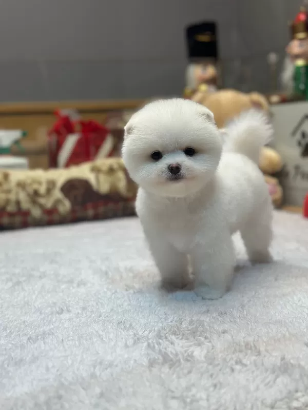 Ayı Surat Pomeranian Boo Yavrularımız