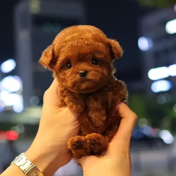 Ayı Surat Kore Toy Poodle Yavrularım