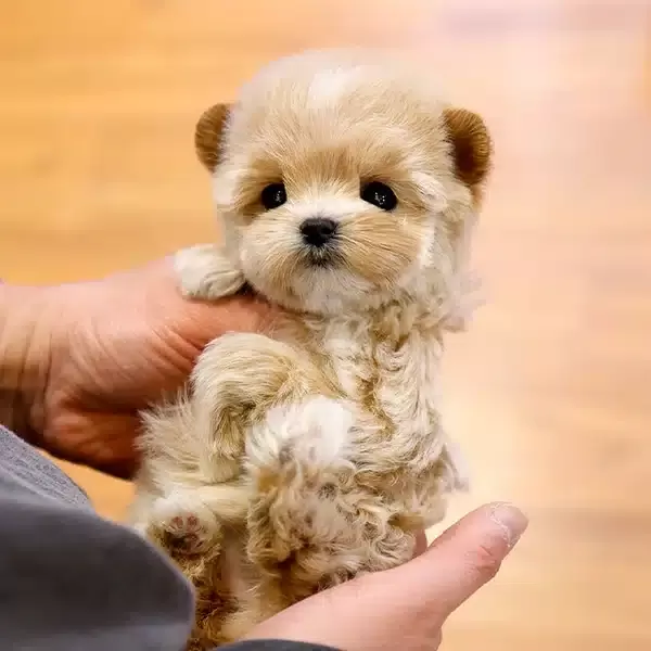 Koreden Gelen Enfes Guzellikteki Maltipoo Bebeklerim
