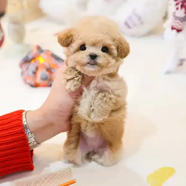 Saglik Ve Irk Garantili Toy Poodle Bebeklerimiz