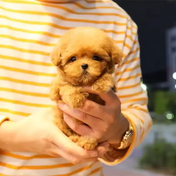 Minnak Ve Tatli Ozel Korean Toy Poodle Bebişlerimiz
