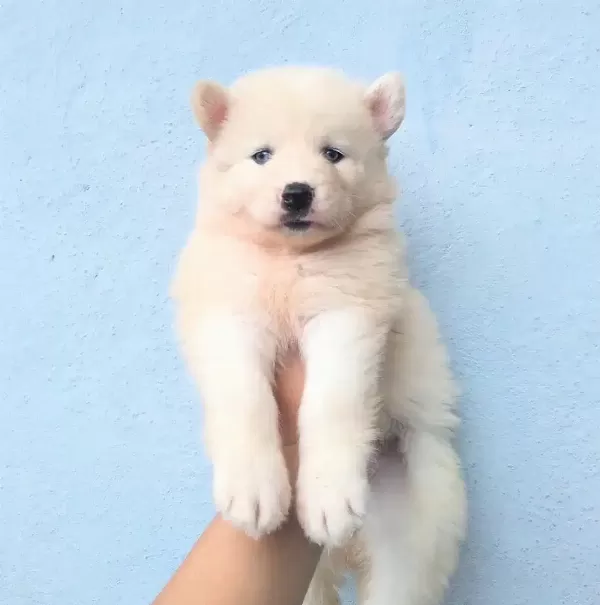 Beyaz Husky Sibirya Yavruları