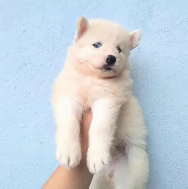 Beyaz Husky Sibirya Yavruları