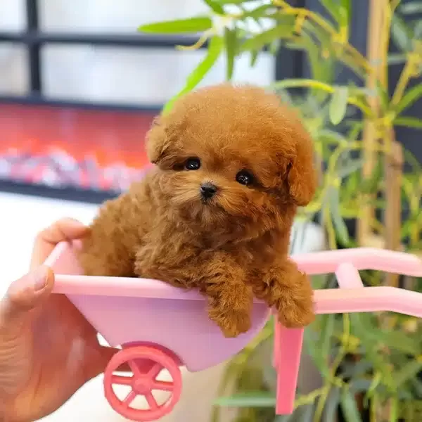 Daha Ust Kalitesi Olmayan Toy Poodle Cocuklarimiz