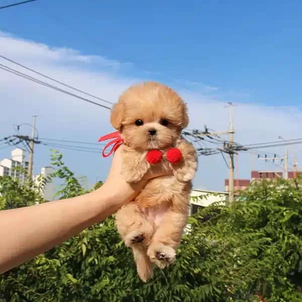 Ipeksi tüy Yapılı Korean Maltipoo Yavrumuz