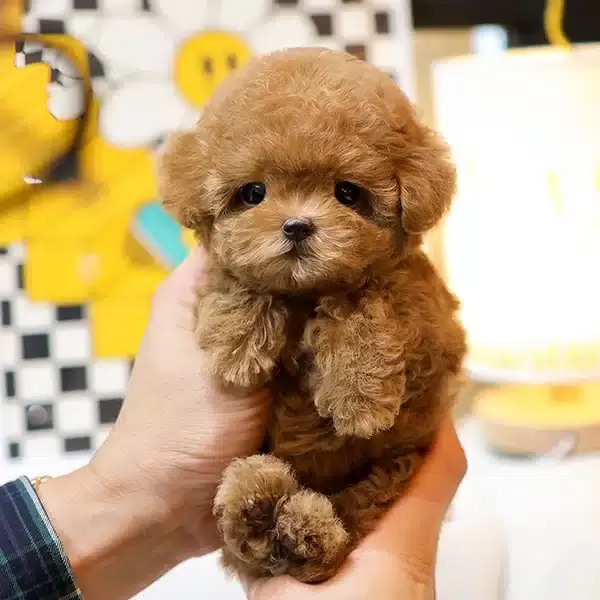 Cok Ozel Ve güzel Tuvalet Eğitimli Toy Poodle Yavrularım
