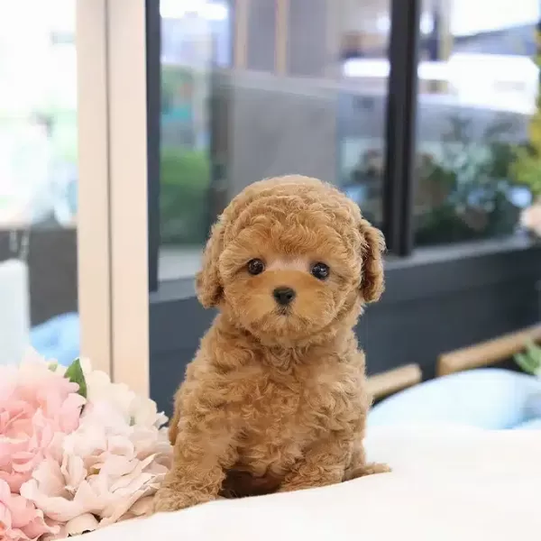 En Nadir Bulunan Korean Toy Poodle Bebişlerimiz