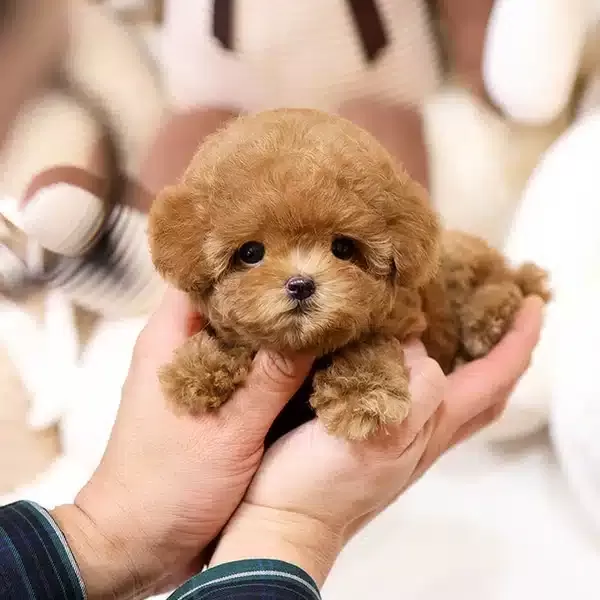 Cok Ozel Ve güzel Tuvalet Eğitimli Toy Poodle Yavrularım