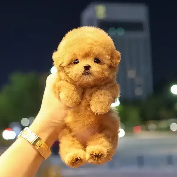 Cok Alilli Sevecen Kalpli Kore Toy Poodle Bebişlerimiz
