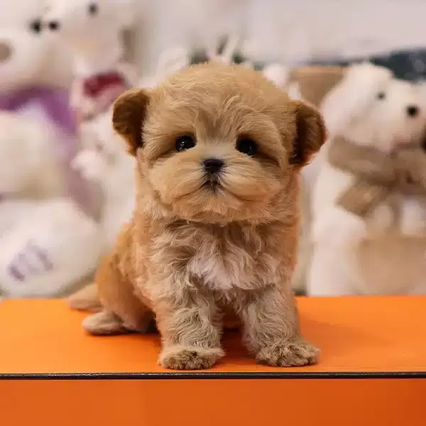 Dunyalar Tatlısı Toy Poodle Bebislerim