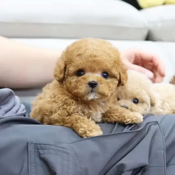 Her Renk Kore Toy Poodle Cocuklarim