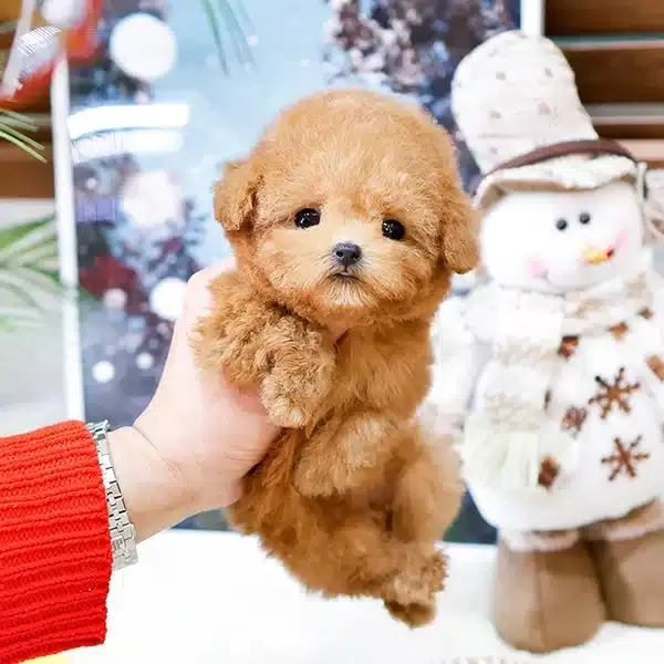 Sevgi Arsizi Korean Toy Poodle Bebişlerimiz
