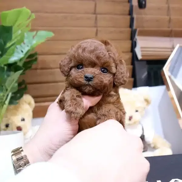 Sitenin Gozdesi Toy Poodle Bebeklerimiz