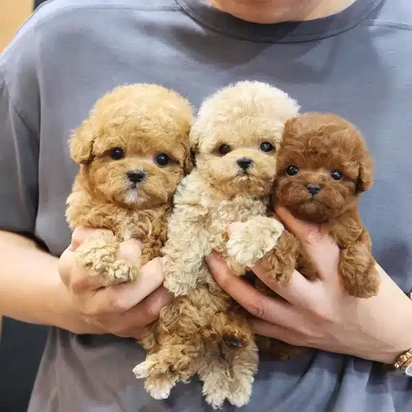 Her Renk Kore Toy Poodle Cocuklarim