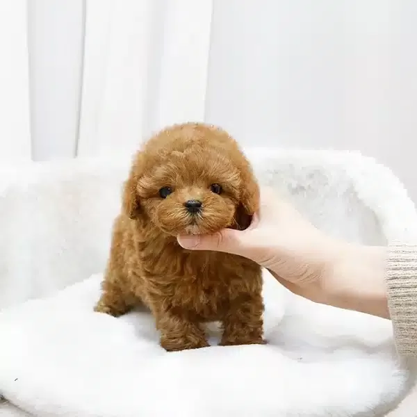 Yildiz Adayi Toy Poodle Bebeklerimiz