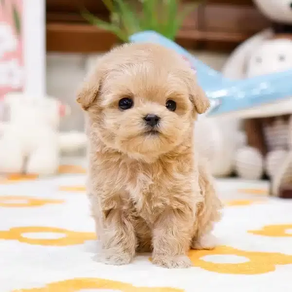 Enfes Tatli Kore Maltipoo Yavrularımiz