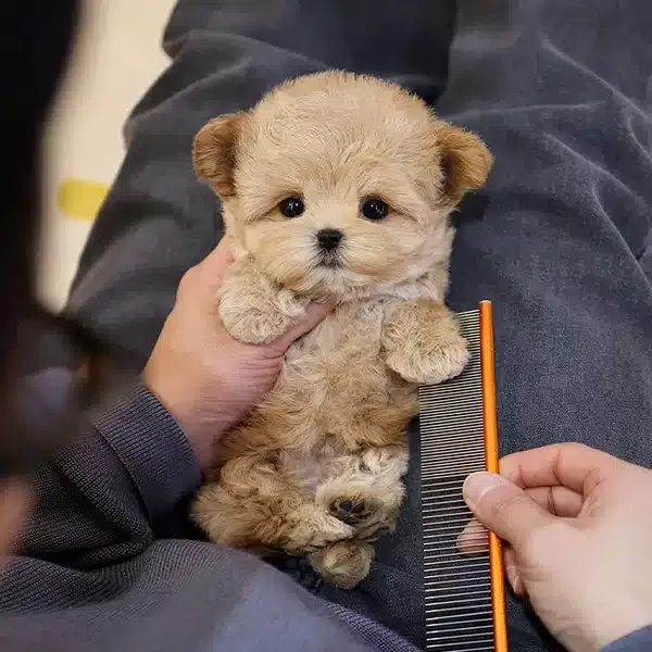 Dunyalar Tatlısı Toy Poodle Bebislerim