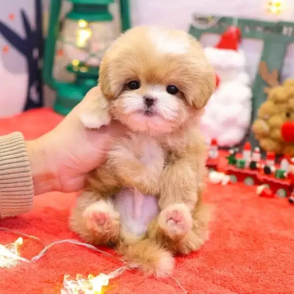 Koreden Gelen Minnak Maltipoo Bebeklerimiz
