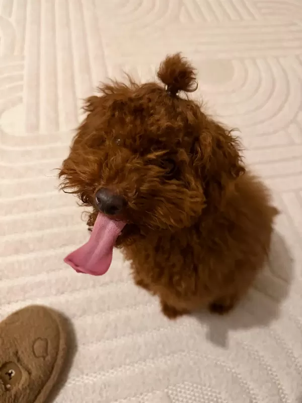 Sağlıklı Tuvalet Eğitimli Toy Poodle