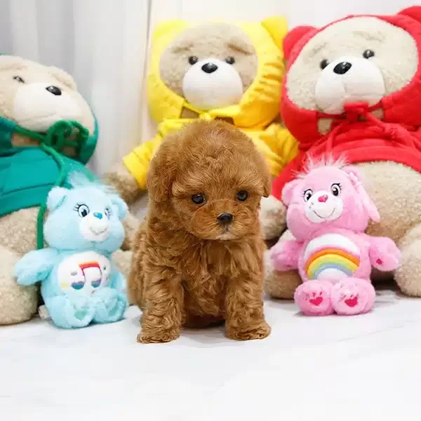 Yildiz Adayi Toy Poodle Bebeklerimiz