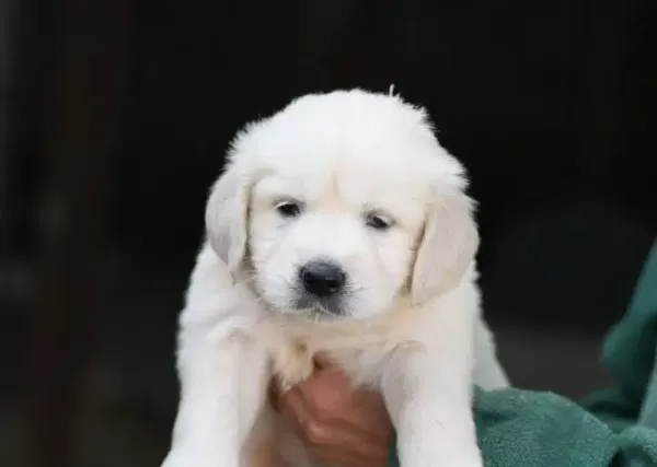 Golden Retriever Yavruları