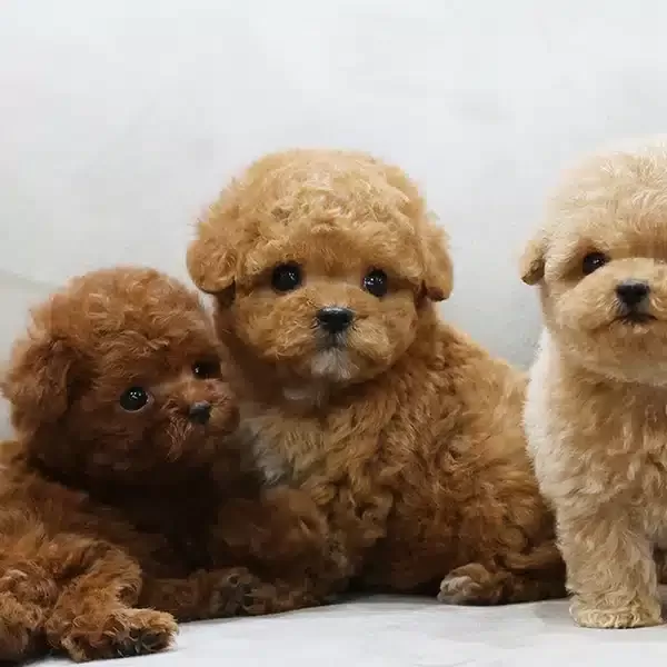 Her Renk Kore Toy Poodle Cocuklarim
