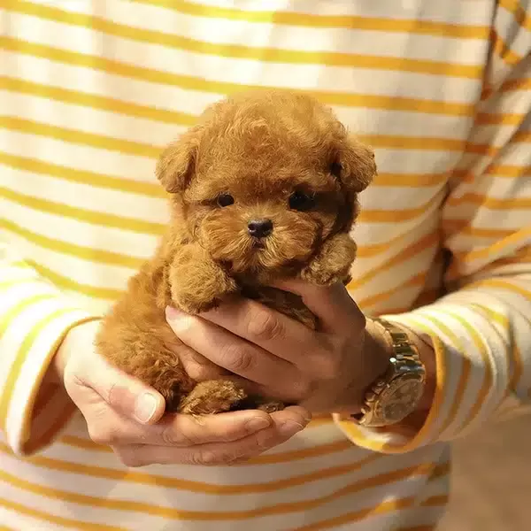 Korenin Yildizi Kore Toy Poodle Bebeklerimiz