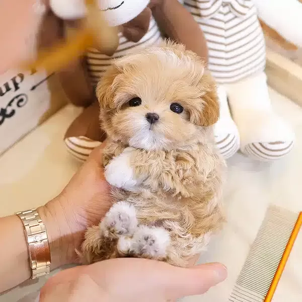 Super Zeki Ust Kalite Toy Poodle Yavrularım