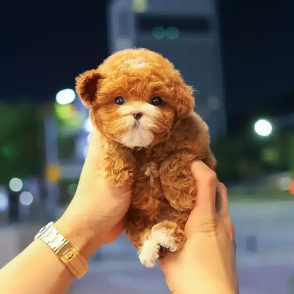 Safkan Irk Garantili Toy Poodle Yavrularım