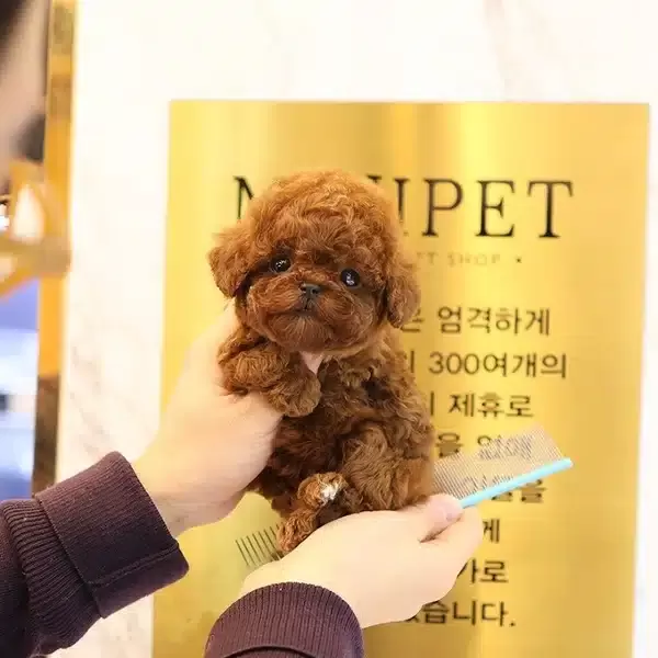 Fincan Boyut Toy Poodle Bebeklerimiz