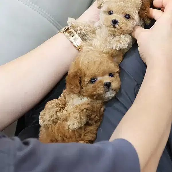 Her Renk Kore Toy Poodle Cocuklarim