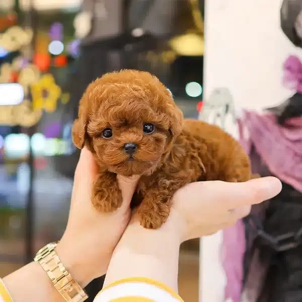 Mutlu Oyuncu Kore Toy Poodle Bebişlerimiz