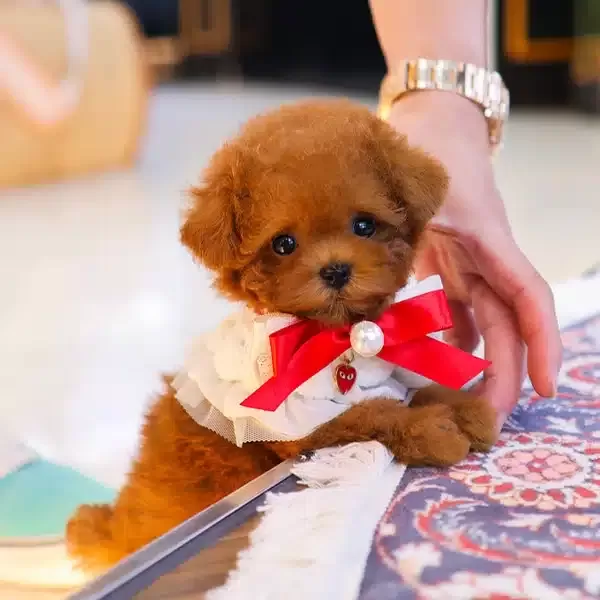 Cok Poncik güzel Sevimli Kore Toy Poodle Bebişlerimiz