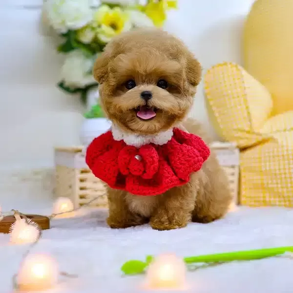 Ozel Ve Tatli Poncik Toy Poodle Yavrularım