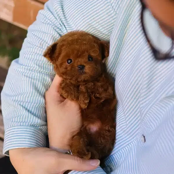 Ayı Surat Kore Toy Poodle Yavrularım