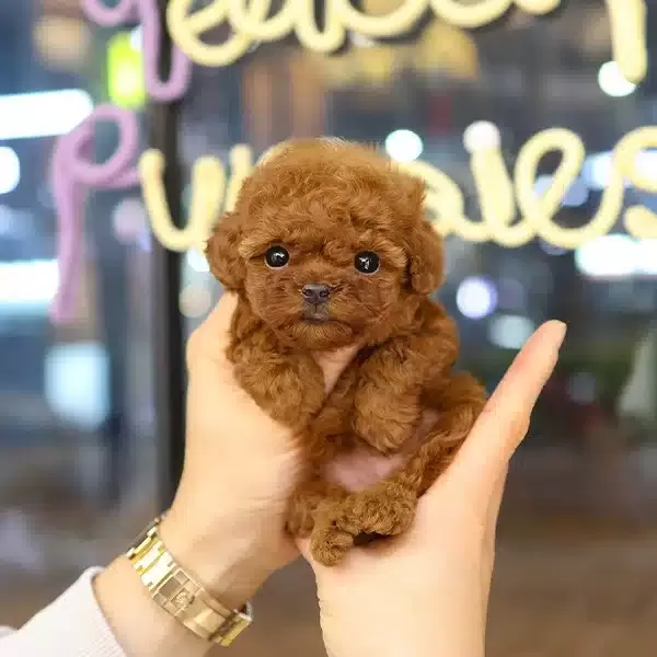 Koreden Gelen Ozel Toy Poodle Cocuklarim