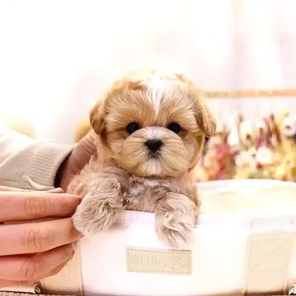 Ozelmi güzel Korean Maltipoo Bebeklerimiz