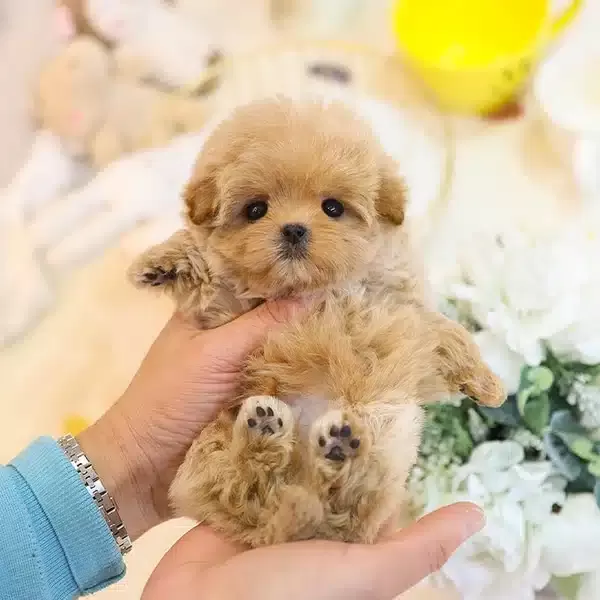 Maltipoo Bebişlerimiz Sahnede