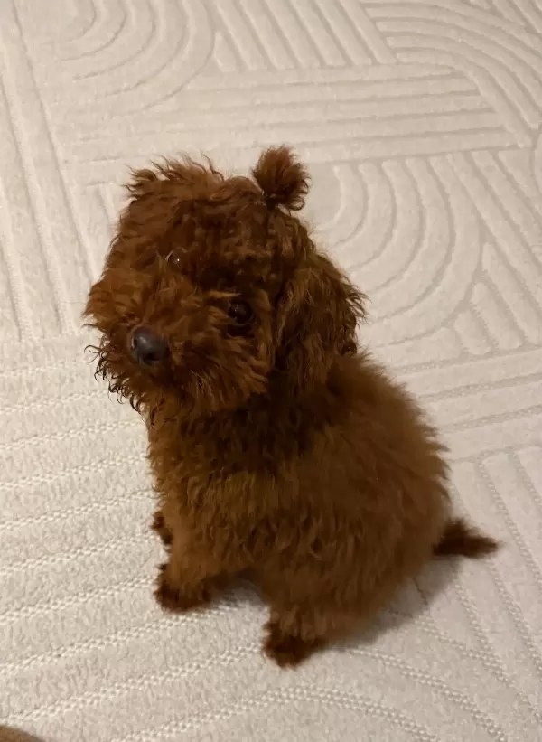 Sağlıklı Tuvalet Eğitimli Toy Poodle