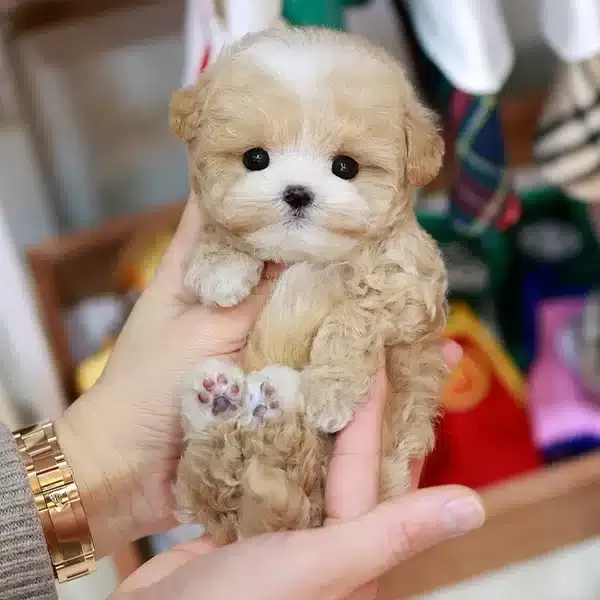 Koreden Gelen Ozel Kan Maltipoo Yavrularımiz