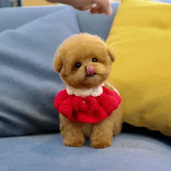 Ozel Ve Tatli Poncik Toy Poodle Yavrularım
