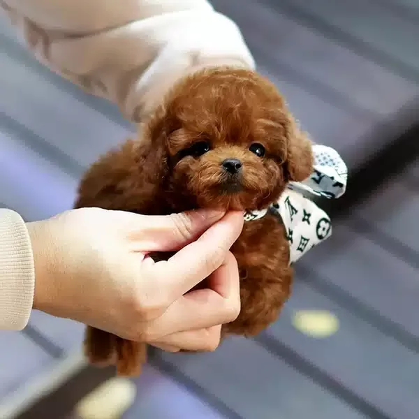Muazzam tüy Yapisina Sahip Korean Toy Poodle Yavrularım