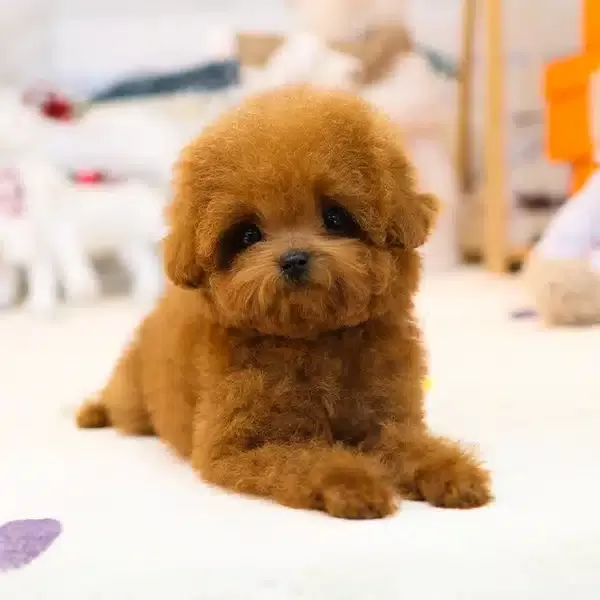 Yildiz Adayi Korean Export Toy Poodle Yavrularım