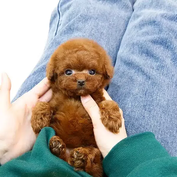 Sevgi Dolu Ozel Toy Poodle Yavrularım