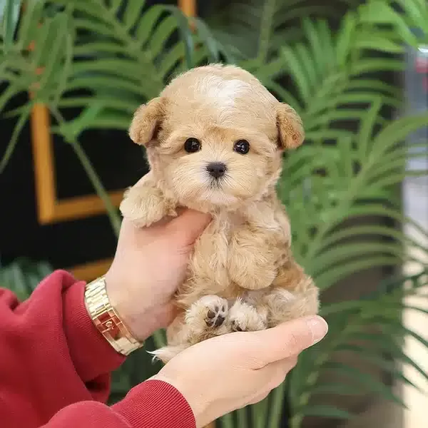 Ipeksi Guzellikteki Toy Poodle Bebislerim
