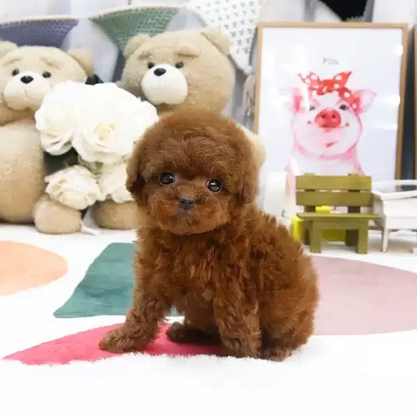 Sevgi Dolu Ozel Toy Poodle Yavrularım